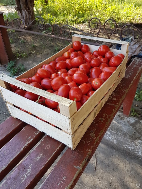 Сроки годности и условия хранения томатов (помидоров)