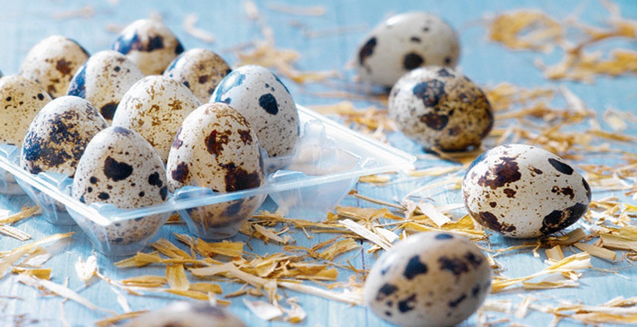 Перепелиные яйца: срок годности, польза и применение