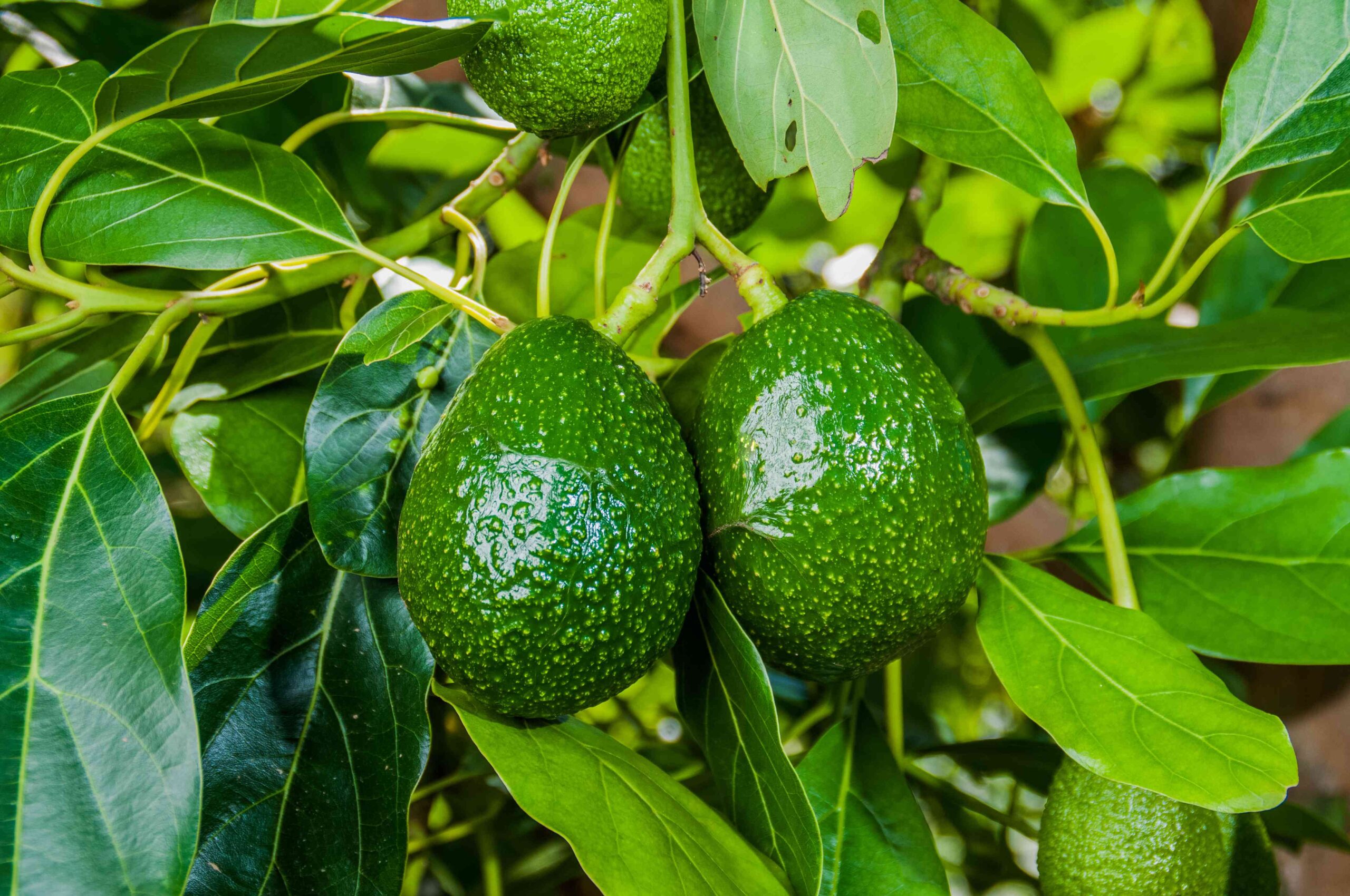 Срок годности авокадо и его полезные свойства