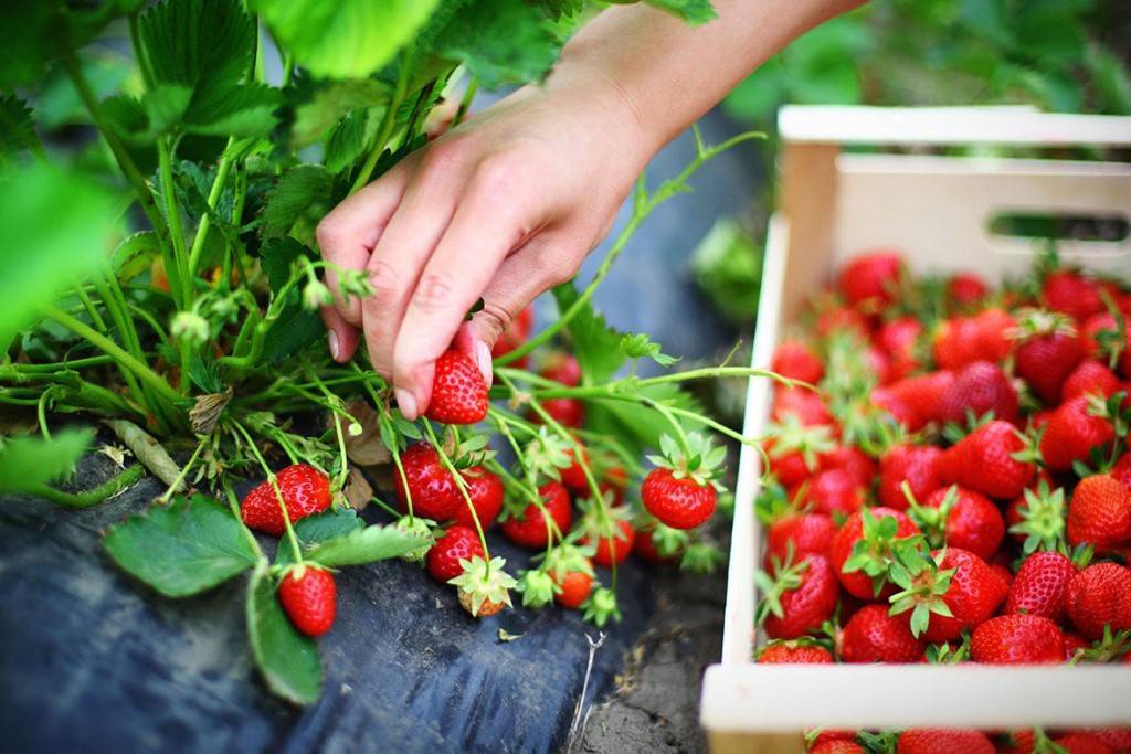 Земляника-посадка, уход, срок годности и хранение ягоды