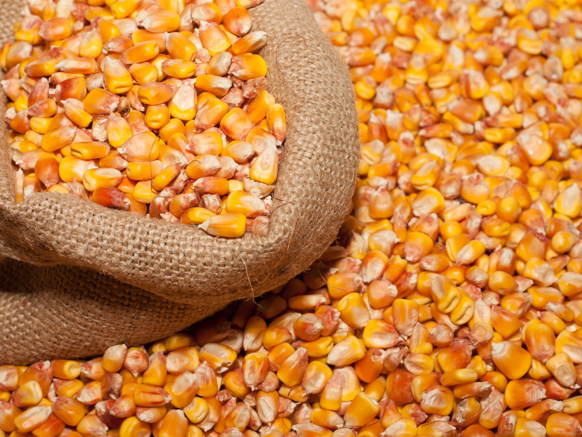 Полезные свойства кукурузы и ее срок годности